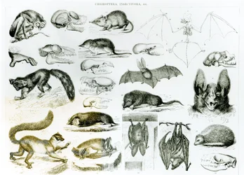 Quirópteros, insectívoros